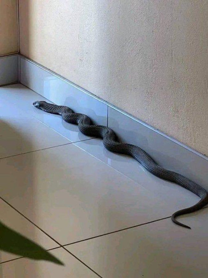 𝐌𝐚𝐭𝐭 𝐏𝐢𝐧𝐧𝐞𝐫 tweet media