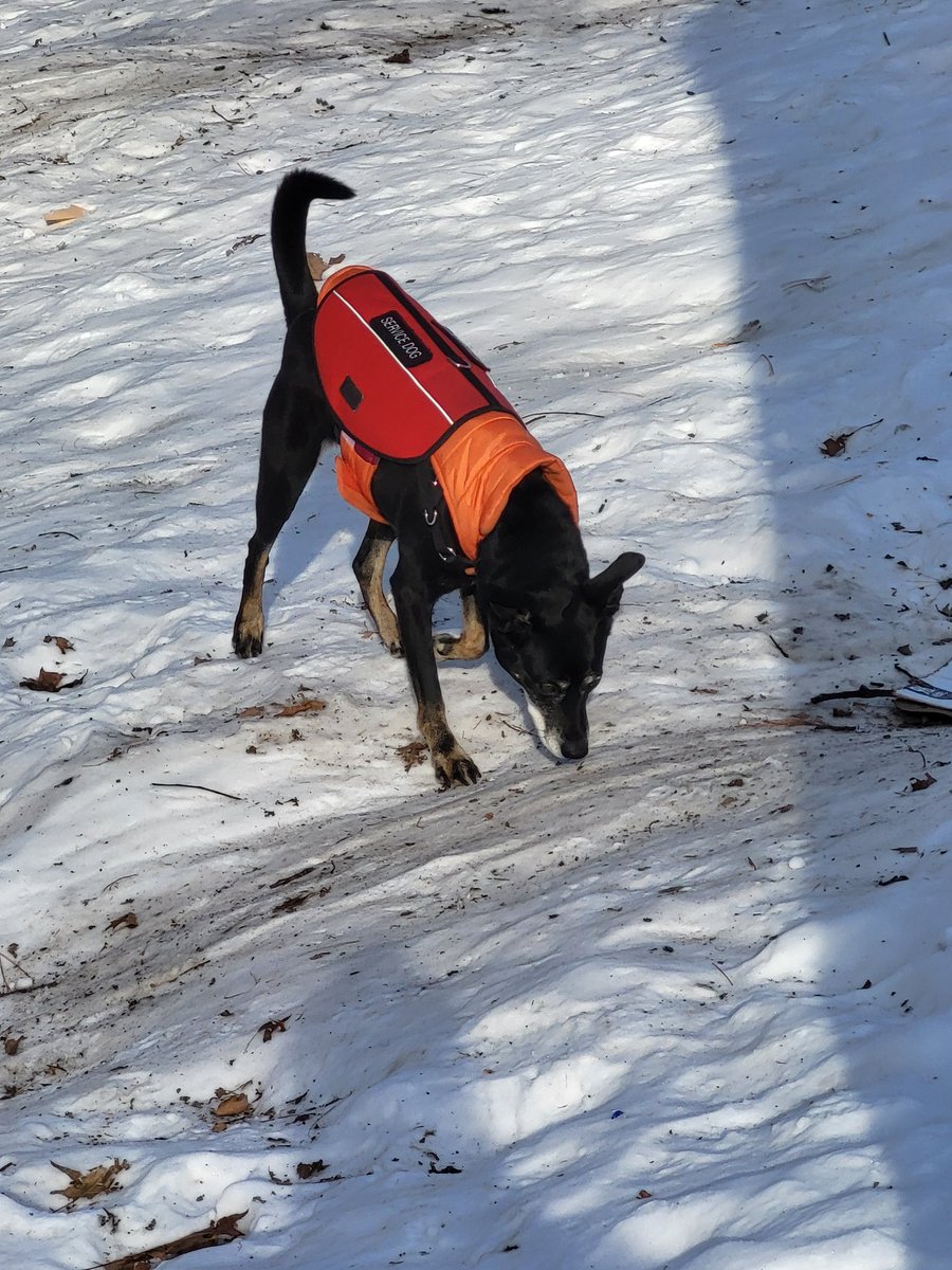 Hudson is a Dog tweet media