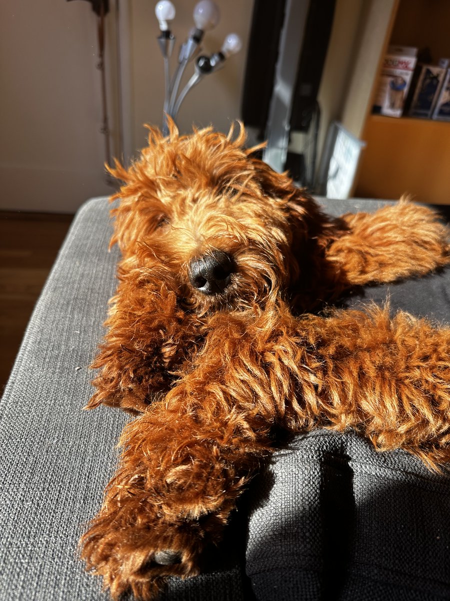 Cali_Fried_Chkn's tweet photo. Caught mid-snooze. Dreams of endless treats and belly rubs probably.

#poodle #sleepydog #dogsofinstagram #naptime #poodlesofinstagram #dreaming https://t.co/BRBcyFmzoR