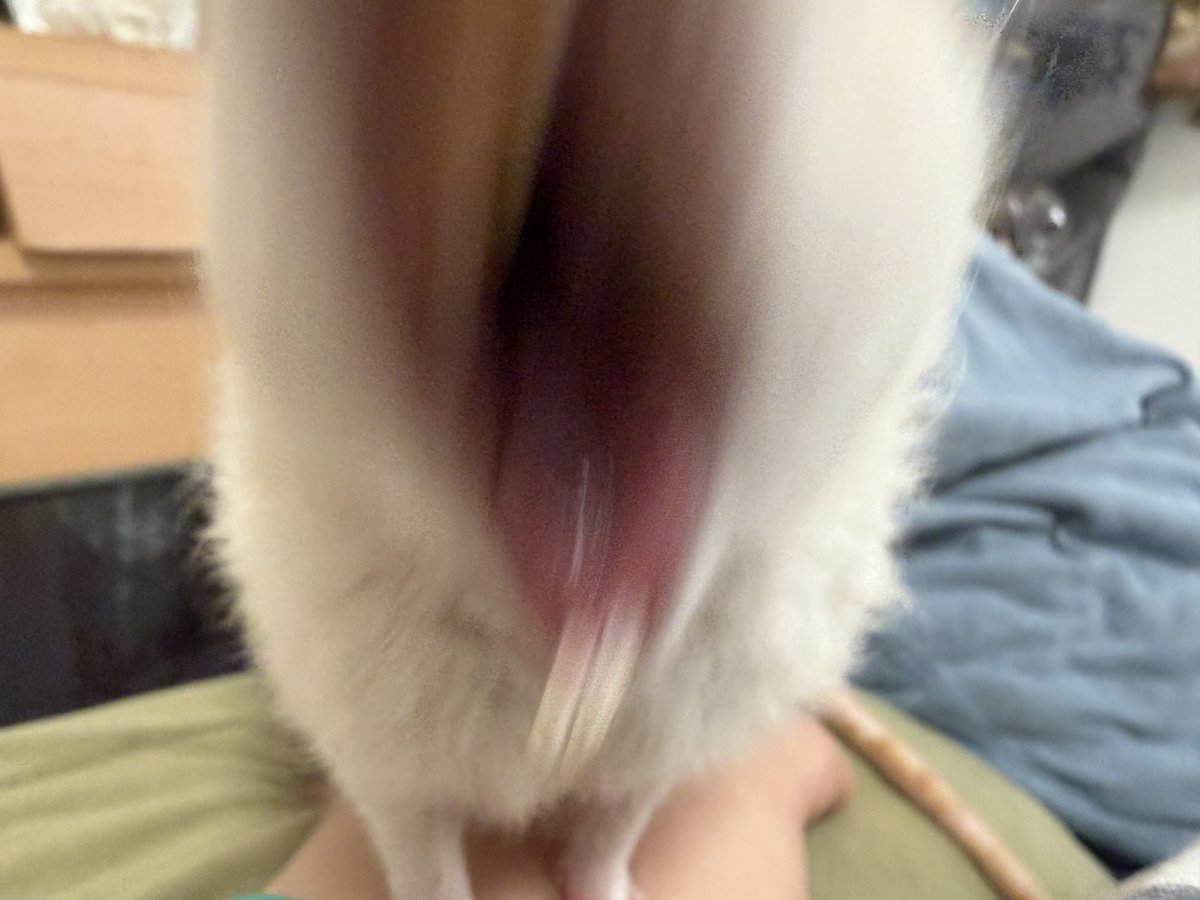 popopoykn's tweet photo. あくび撮り逃したかと思ったらこれ https://t.co/l5zHjo6CnN