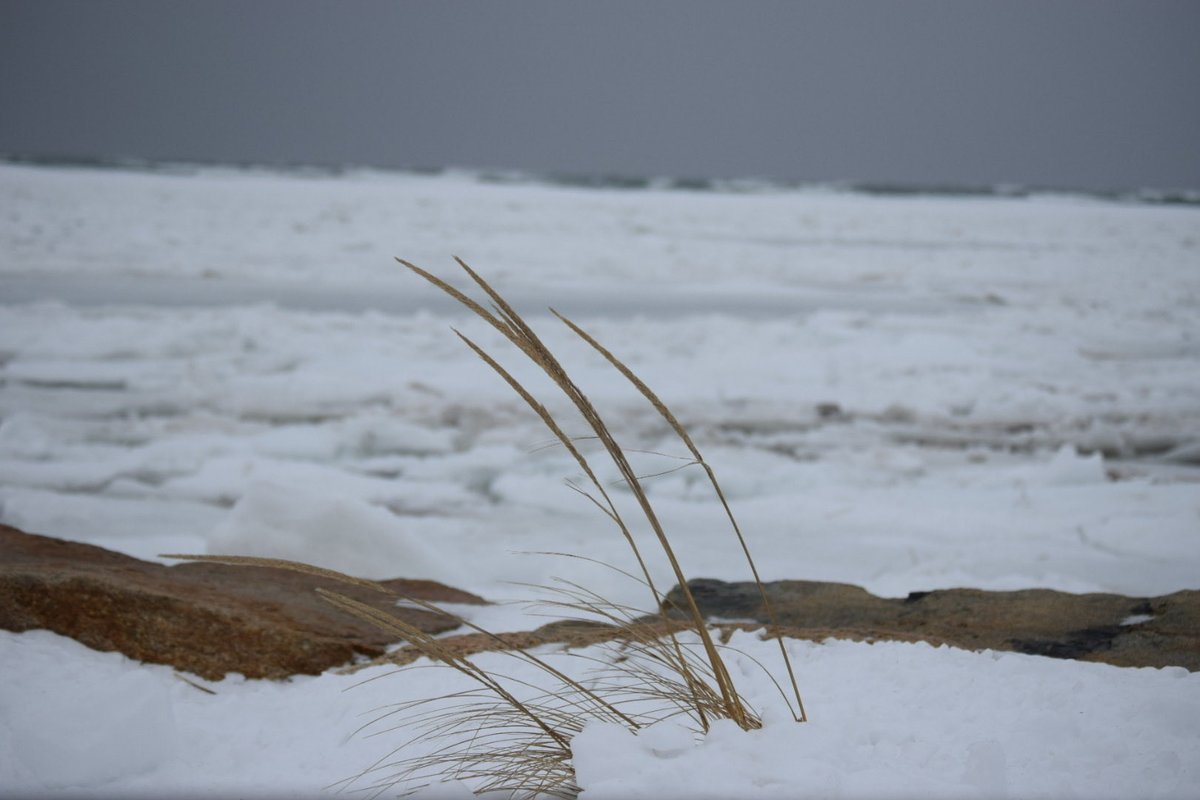 mmuhlfelder's tweet image. Under the ice of #capecodbay is a #calmocean ( unedited photos 2/1/26)