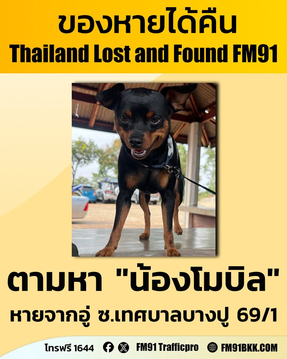 fm91trafficpro's tweet image. คุณระวีวรรณ ตามหา "โมบิล" สุนัขพันธุ์มิเนเจอร์ เพศผู้ อายุ 4 ปี สีดำน้ำตาลขนสั้น หางกุด หูตั้งทั้ง 2 ข้าง สวมปลอกคอสีเขียว หายไปจาก อู่ซ่อมรถยนต์แม็คคาร์เซอร์วิส ซ.เทศบาลบางปู69/1 (ซอยศรีอำพล) ต.บางปูใหม่ อ.เมือง จ.สมุทรปราการ ตั้งแต่เมื่อวันที่ 26 ม.ค. 69 เวลาประมาณ 12.00 น.…