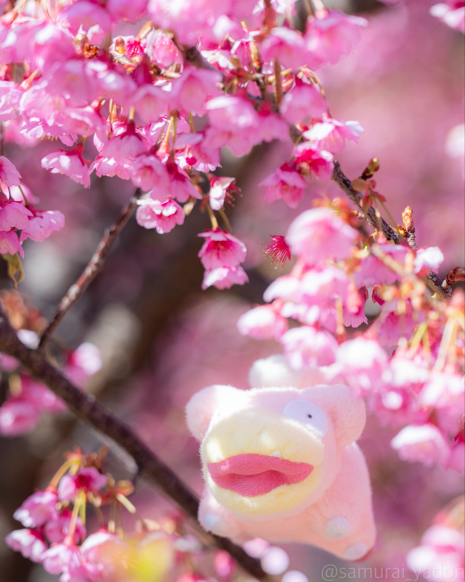 さむらいやどん tweet media