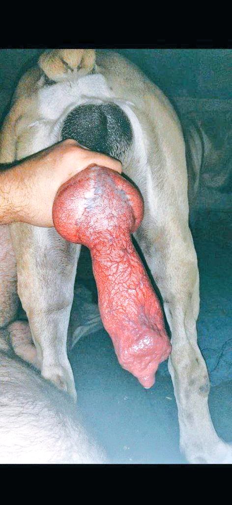 Mirian525644's tweet photo. “Love comes with four legs 🐶💕https://t.co/LtmGOoxT3W #zoophilia #beastiality #zooporn #dogknot #dogporn #live #zoosex #animallove #corso #bully #elonmusk #trump #usa #australia #Canada #Afghanistan #greece #italy #belguim #germany #europe #croatia
#Netherlands #Crypto https://t.co/twiJbo9IdX