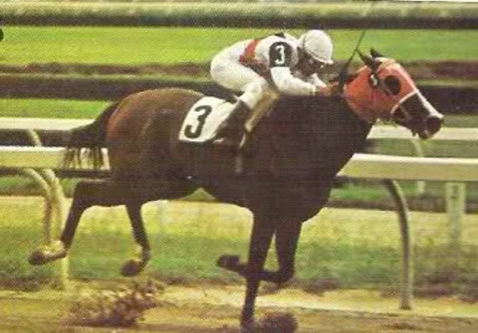 jfarache's tweet photo. 02/02/1975 nació AUROREÑO en el Haras Cocotío. Hijo de White Face en Pamtrice, fue uno de los yearlings más costosos de su generación. Campeón a los 2 años, libró enormes batallas con su archirival Torrejón durante el año 1978, bajo el entrenamiento de Manuel Medina y los colores de la familia Morales Jattar y el Stud Tuna @guillermoralesd