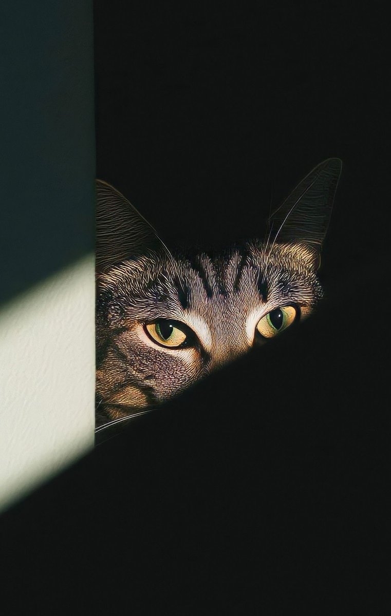 DailyCatsX's tweet image. 