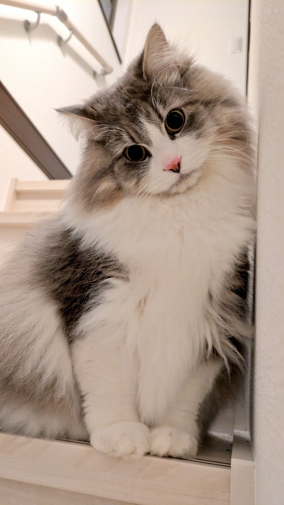 Lloyd_nui's tweet photo. あざといねっこ
#猫のいる暮らし
#サイベリアン https://t.co/D8272BeSa6