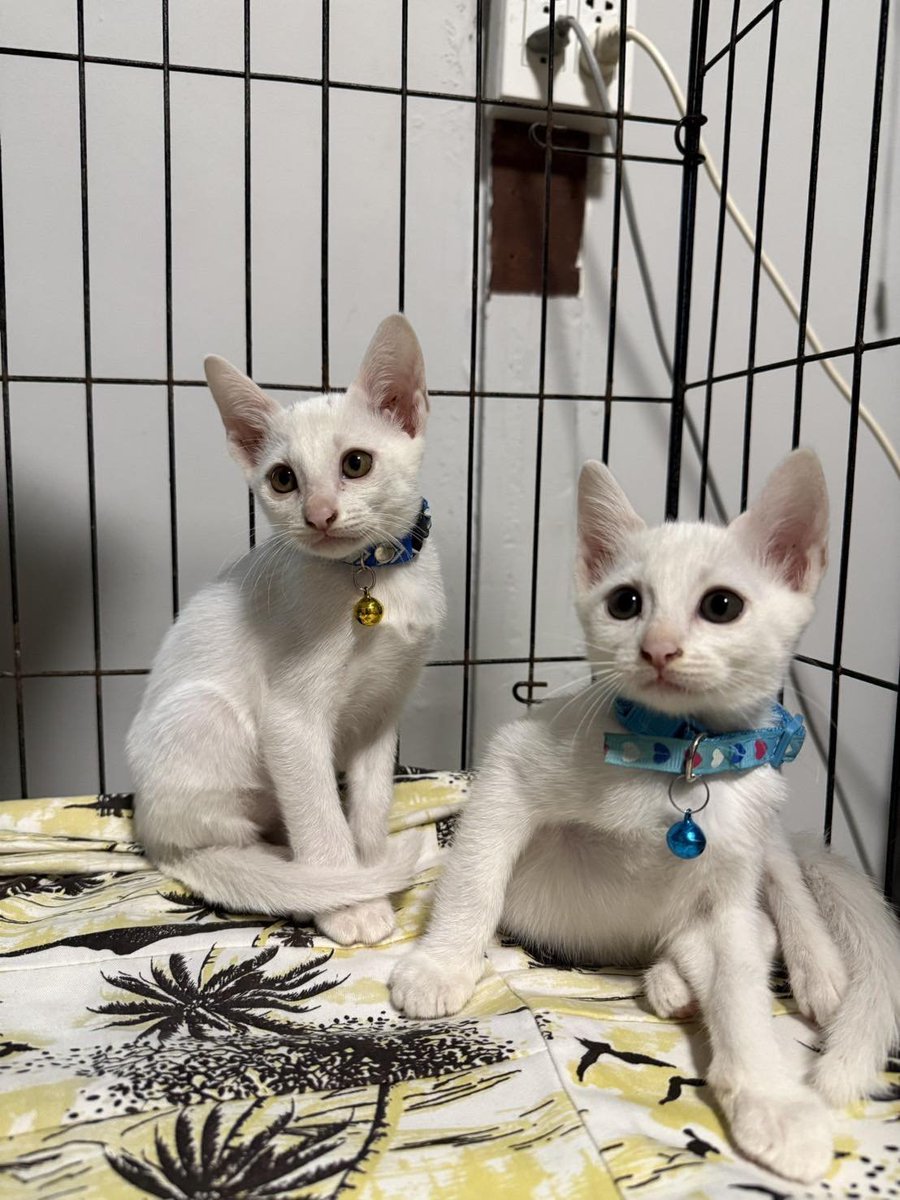 pizad_sura's tweet image. เอ็นดู แมวขาว 2 ตัวหาบ้าน ใครรับบ้างครับ คนหาบ้านคนเดียวกับที่เรารับซิ่งฝูมา ใครอยากได้ติดต่อด่วน คัดบ้าน ไปส่งให้ถึงที่ครับ กทม. และ จ.ใกล้เคียง