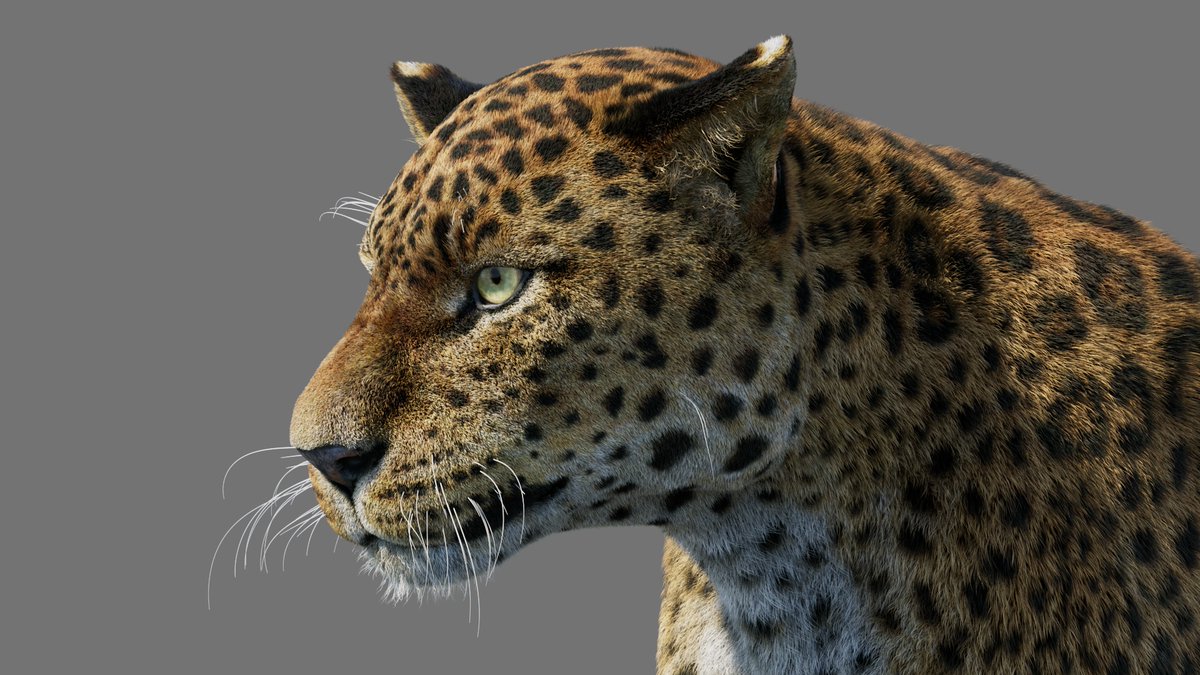 PROmax3D's tweet photo. Rigged Leopard 3D Model with Fur
https://t.co/KGf7230cLJ
#leopard #3dmodel #3dsmax #promax3d https://t.co/QQ4j1e3par