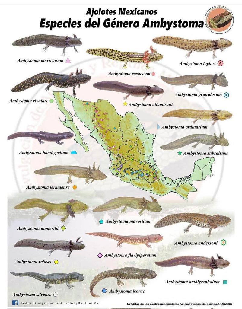 Dia Nacional del Ajolote