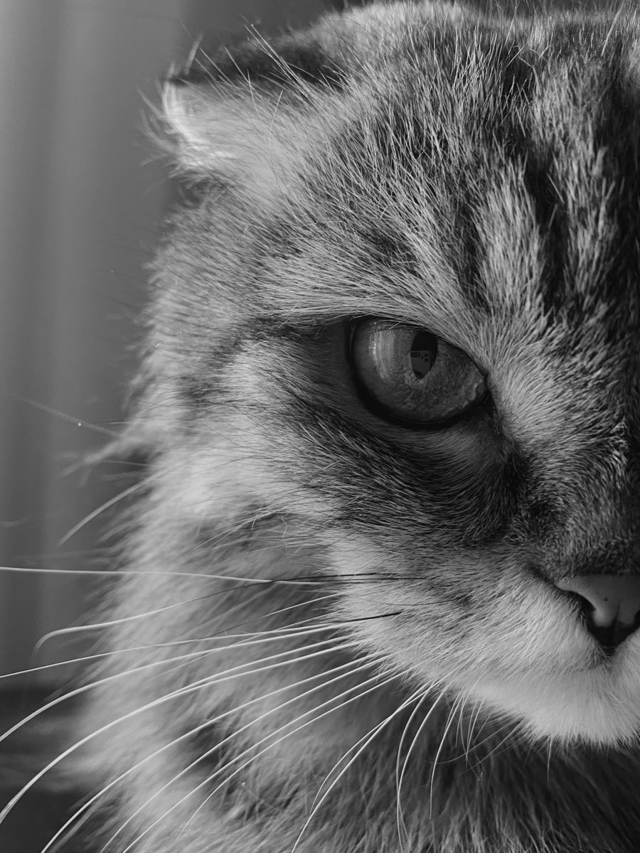 Epic Animals (@epicanimalsx) on Twitter photo 