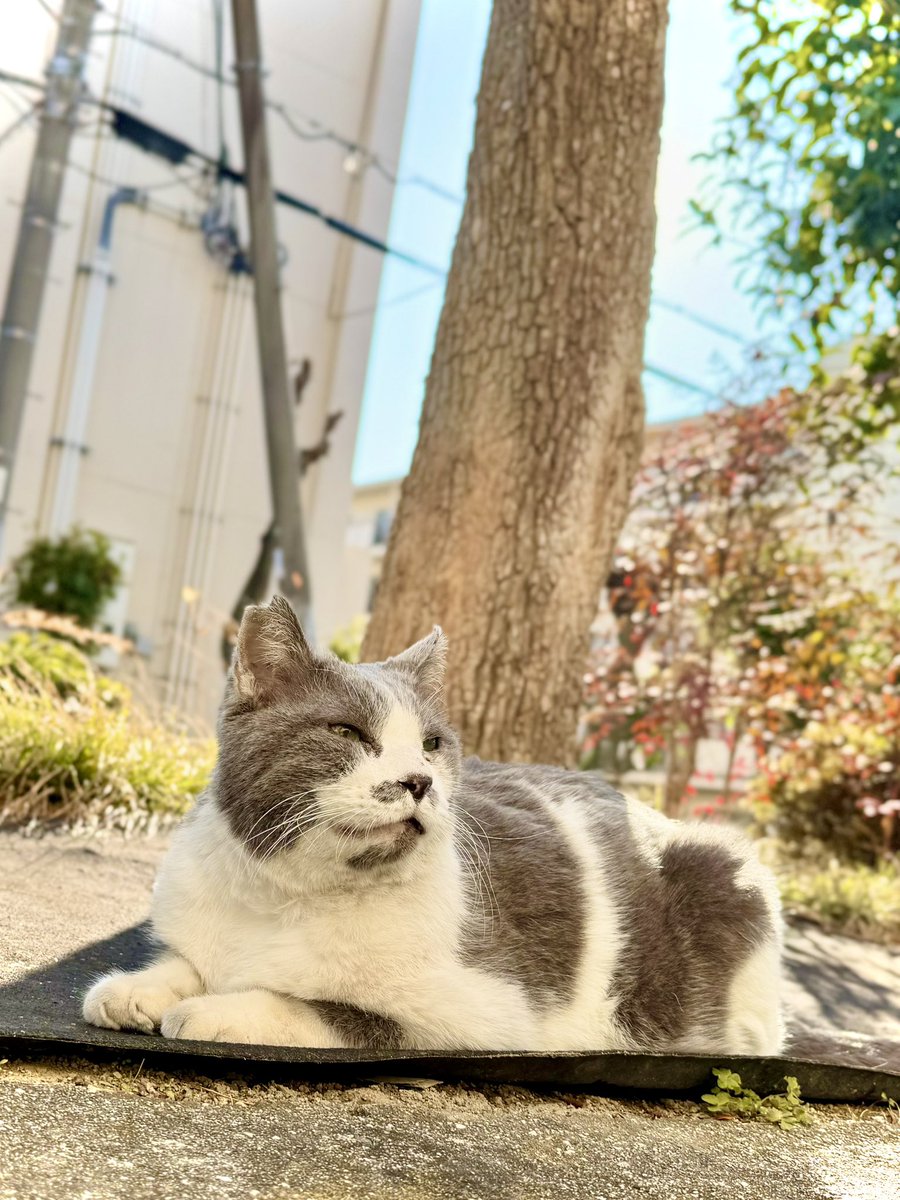 🐱今週も始まったにゃあ…