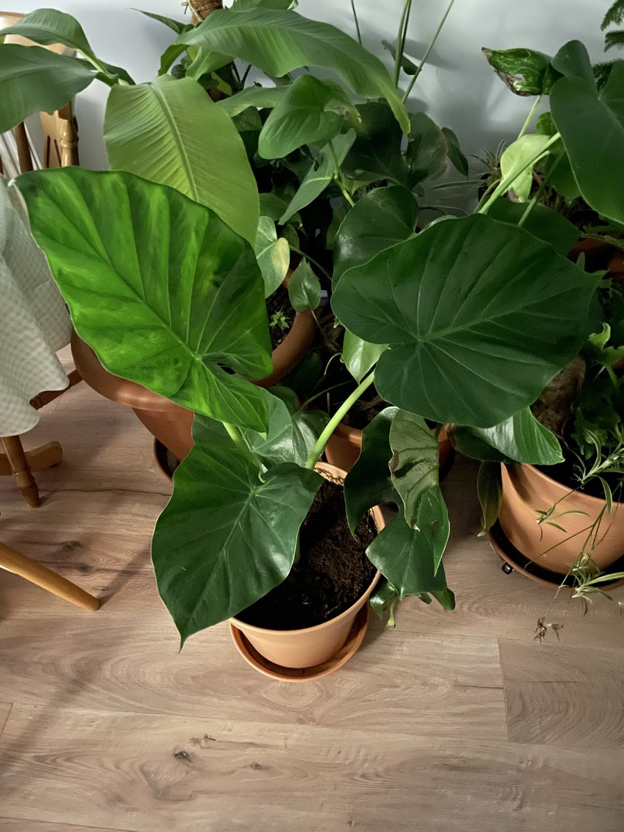 AGyomber's tweet photo. We saved another plant (Elephant ear - Alocasia odora) from the dark shelf of a shop. We freed its roots and planted it. Now it’s with its buddies enjoying the sunshine.
#green #plant #nature #alocasia https://t.co/Nq9HHVnusI