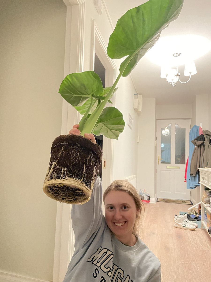 AGyomber's tweet photo. We saved another plant (Elephant ear - Alocasia odora) from the dark shelf of a shop. We freed its roots and planted it. Now it’s with its buddies enjoying the sunshine.
#green #plant #nature #alocasia https://t.co/Nq9HHVnusI