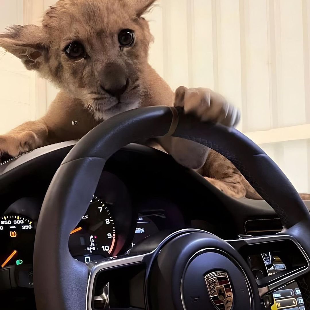 1/ The identification of two of the individuals behind the <a href="/TroveMarkets/">TROVE</a> scam, accomplices of <a href="/unwisecap/">unwise</a> in the disappearance of $11.5M