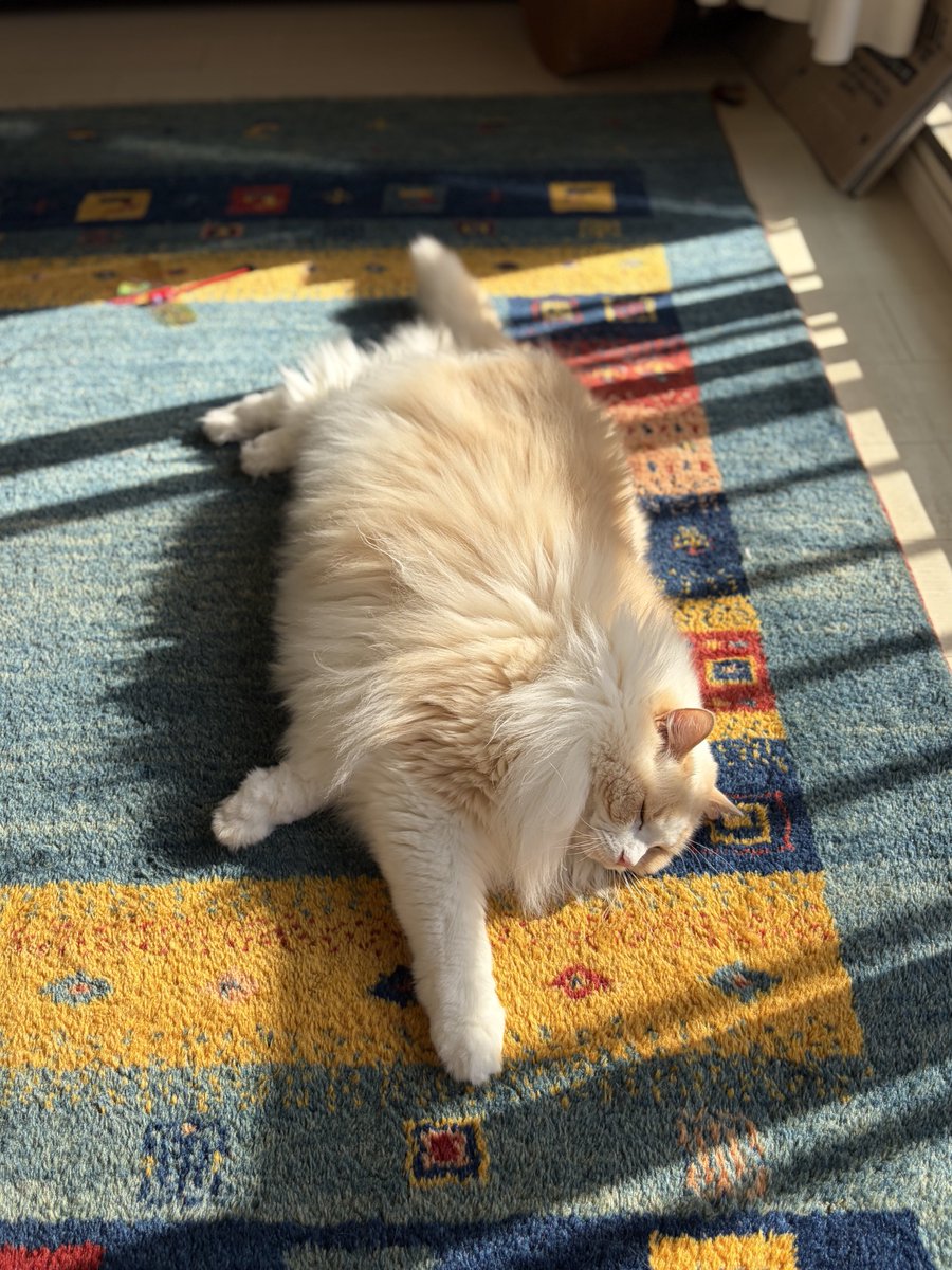 るいにゃ (@ruinya27) / Posts / X