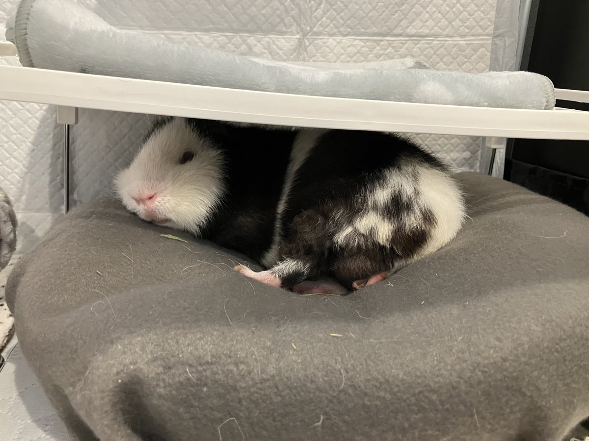 _mortissimo's tweet image. ふたりともねんねー