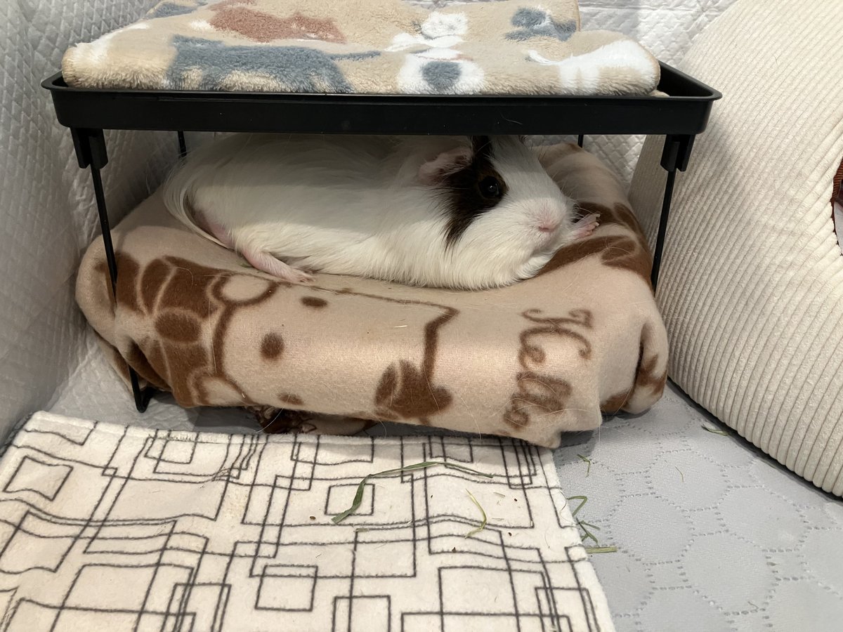 _mortissimo's tweet image. ふたりともねんねー