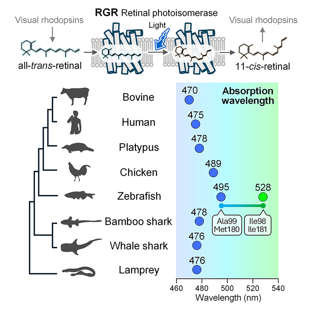 INOUE lab. (ISSP, Univ. Tokyo) tweet media