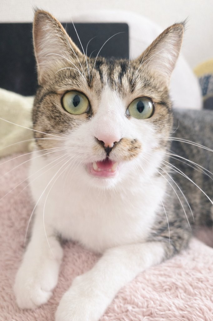 まりもちゃん！と🧌 (@marimo2021915) / Posts / X