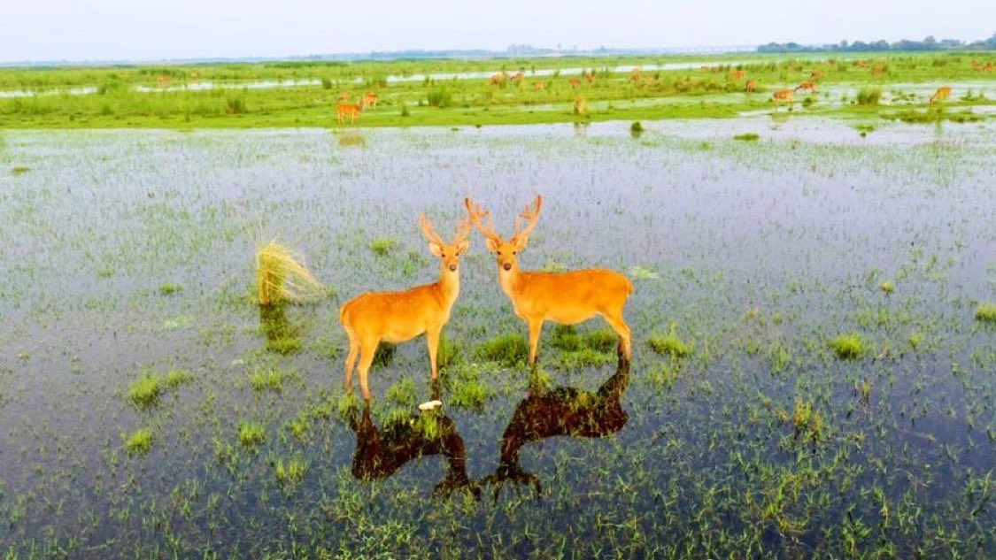 Wetlands are called kidneys of the earth because they absorb, clear and provide waters to aquifers. 

They are also called super biological markets because 40 pc biodiversity completes their life cycles in and around them. 

#WorldWetlandsDay