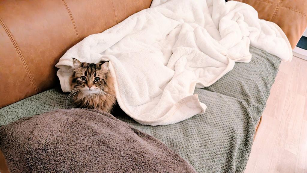 ヤマネコ (@ymnc_rf) / Highlights / X