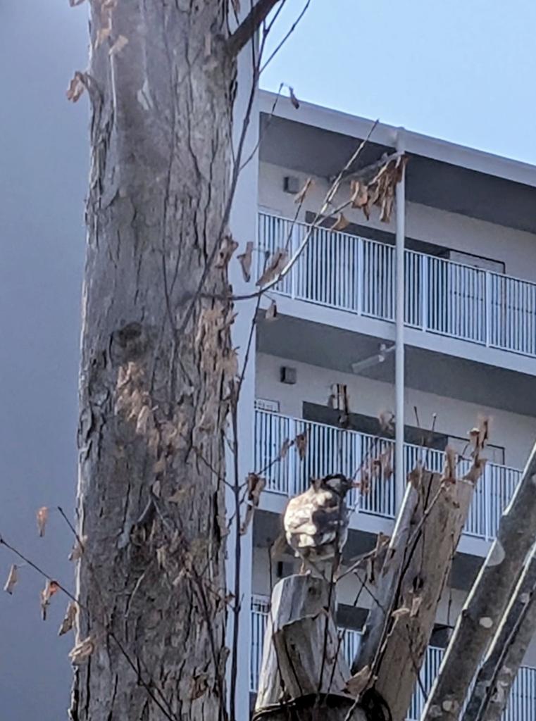 まちゃお765 まちゃおさん、皆さん こんにCiao😺 「大番狂わせ」から再