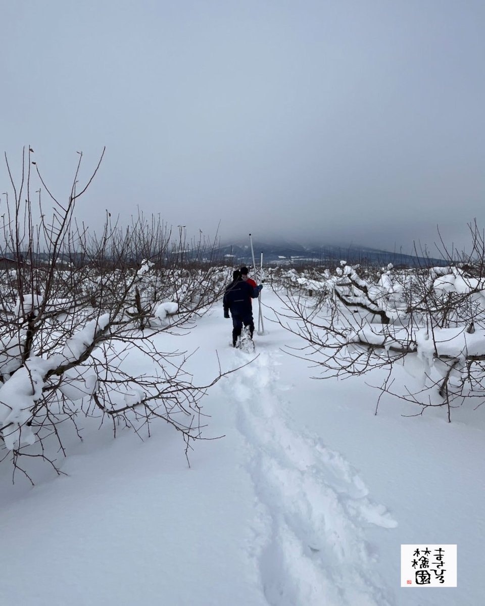 ビックリなのは、りんごのの木たちの根元が1m以上雪に埋まっている