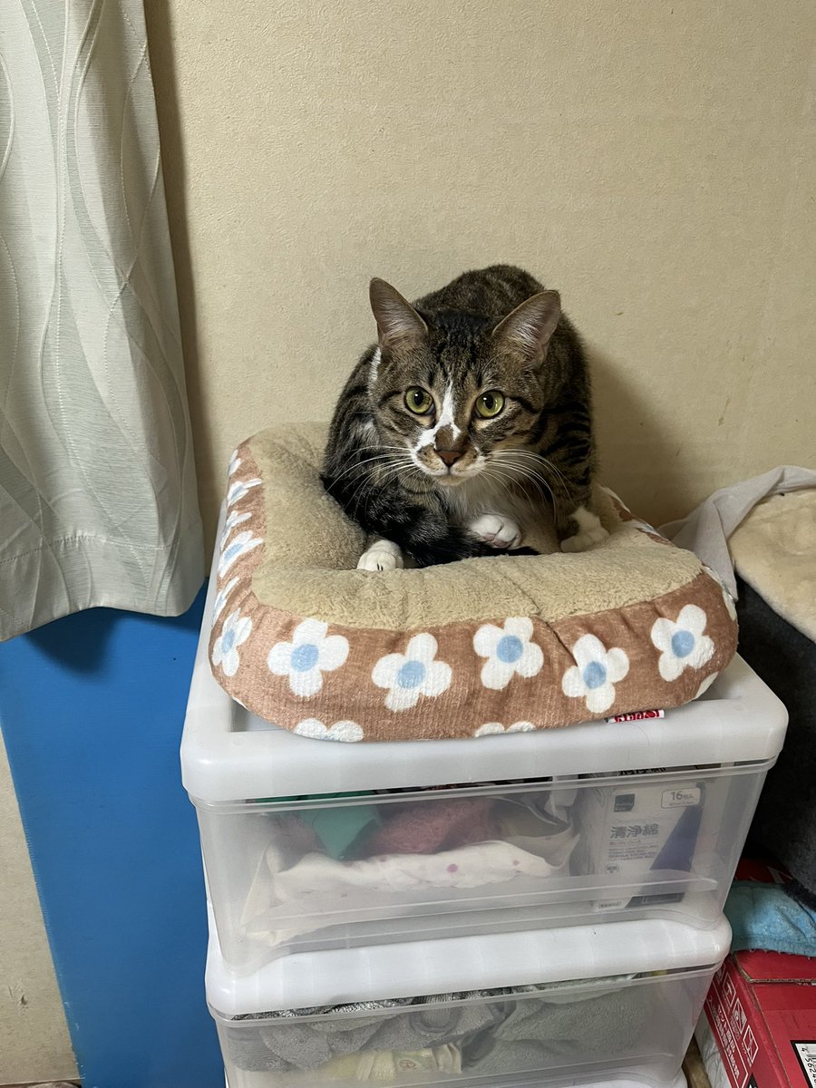 あまりにも気に入っているので、小さいサイズしかなかったけど買ってあげました。