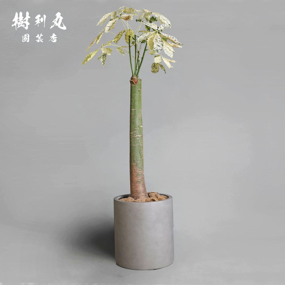 凛として、異彩放つ - パキラ

新商品アップしました🪴
jurimaru.jp/products/pachi…