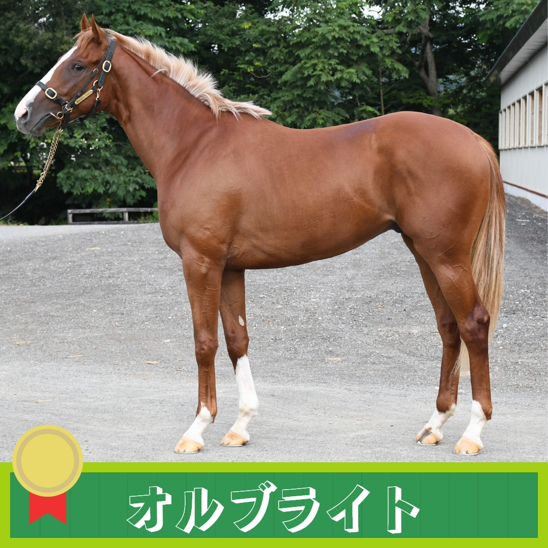 morimotostable2's tweet photo. 🏇勝利馬情報🏇
■レース日
2026年2月1日 (日)
■レース名
3歳未勝利クラス
■出走馬
オルブライト

#馬 #牧場 #競走馬 #競馬 #コンサイナー #育成馬 #生産馬 #馬主 #サラブレッド #浦河郡 #北海道 #森本スティーブル  #乗馬 #オルブライト号 #horse #horseracing #OrBright https://t.co/gfajj3VtNp