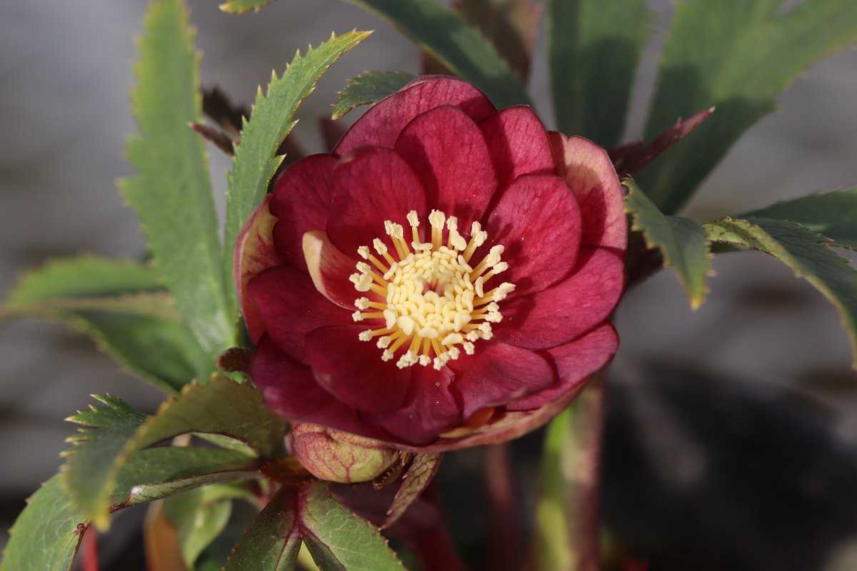 今日クリスマスローズ開花株の追加販売を予定しております。 自分の