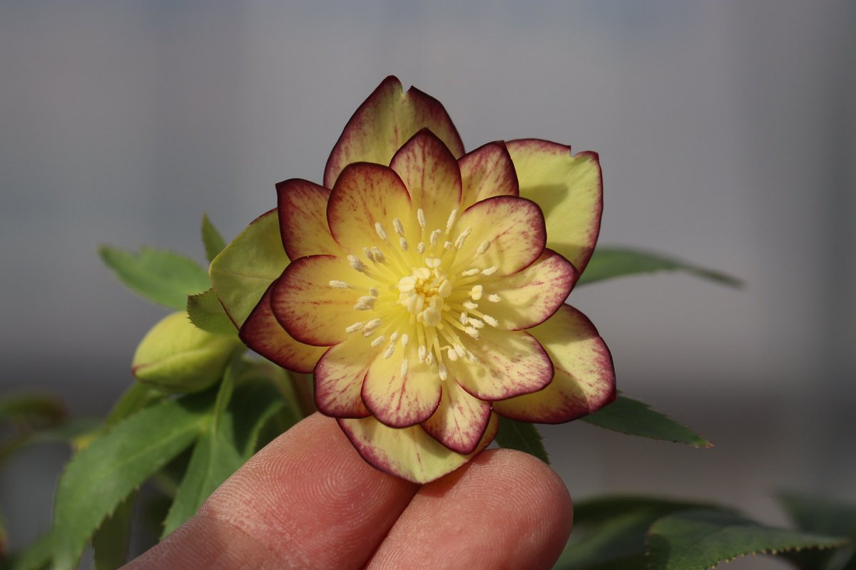 ohgi_nursery (@OhgiNursery) / Posts / X