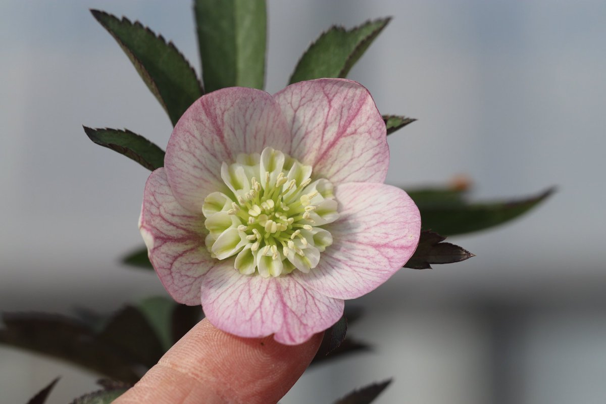 ohgi_nursery (@OhgiNursery) / Posts / X