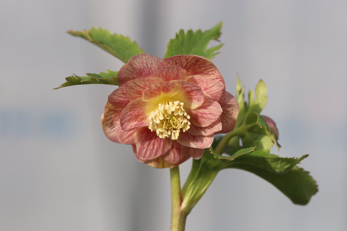 ohgi_nursery (@OhgiNursery) / Posts / X