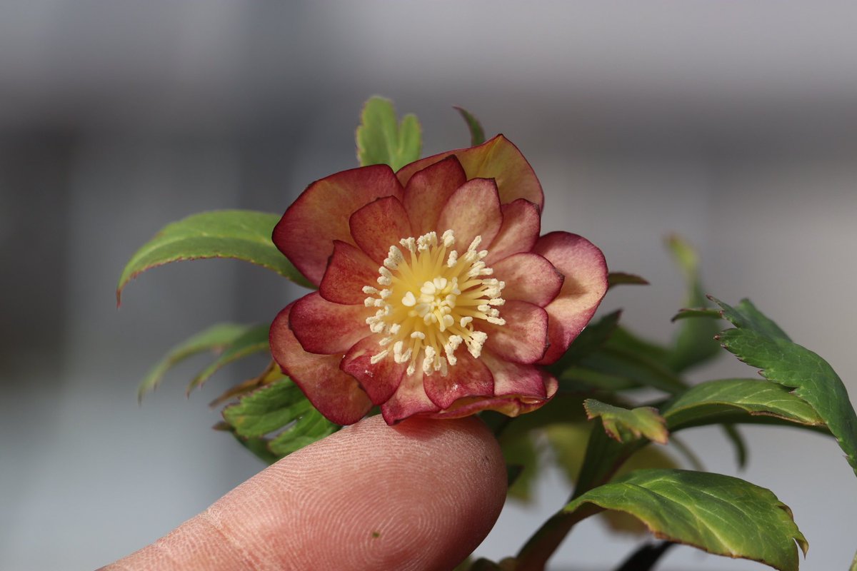 ohgi_nursery (@OhgiNursery) / Posts / X