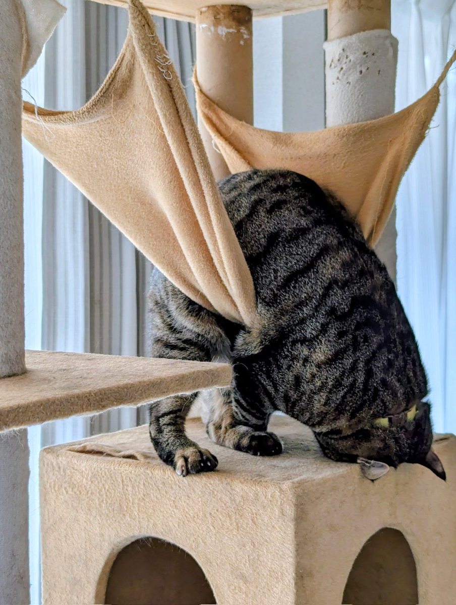 恐怖！！毒毒チワワ (@Jacket22112136) / Posts / X