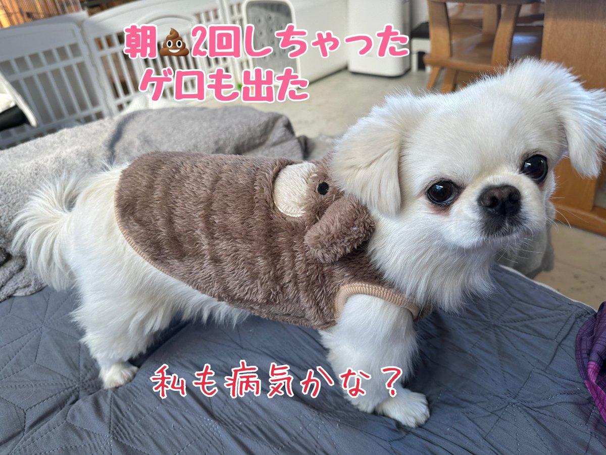 風船モコちゃんねる「モコママ」 (@mokodai25) / Posts / X