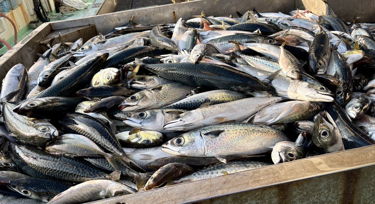 きのうから始まったサバらしい日々。

チケット３枚（３千円）購入の特典、オリジナルクリアファイルもきのう届き、全種そろいました。

写真は今朝のサバの水揚げです。