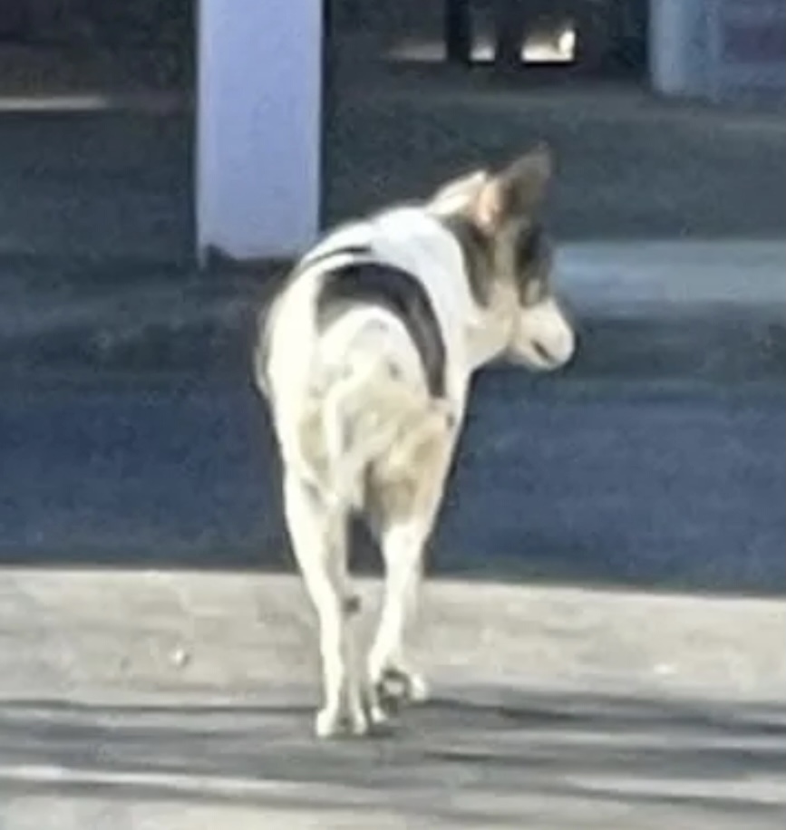 🐶目撃情報 #斑の犬 #埼玉県 #川崎市
2026/2/2🗾埼玉県 川越市で
白に黒っぽい 斑の犬 中型犬 目撃されています
白 黒 焦茶色 ぶち
#迷い犬 #迷子犬 lostpet.jp/48979