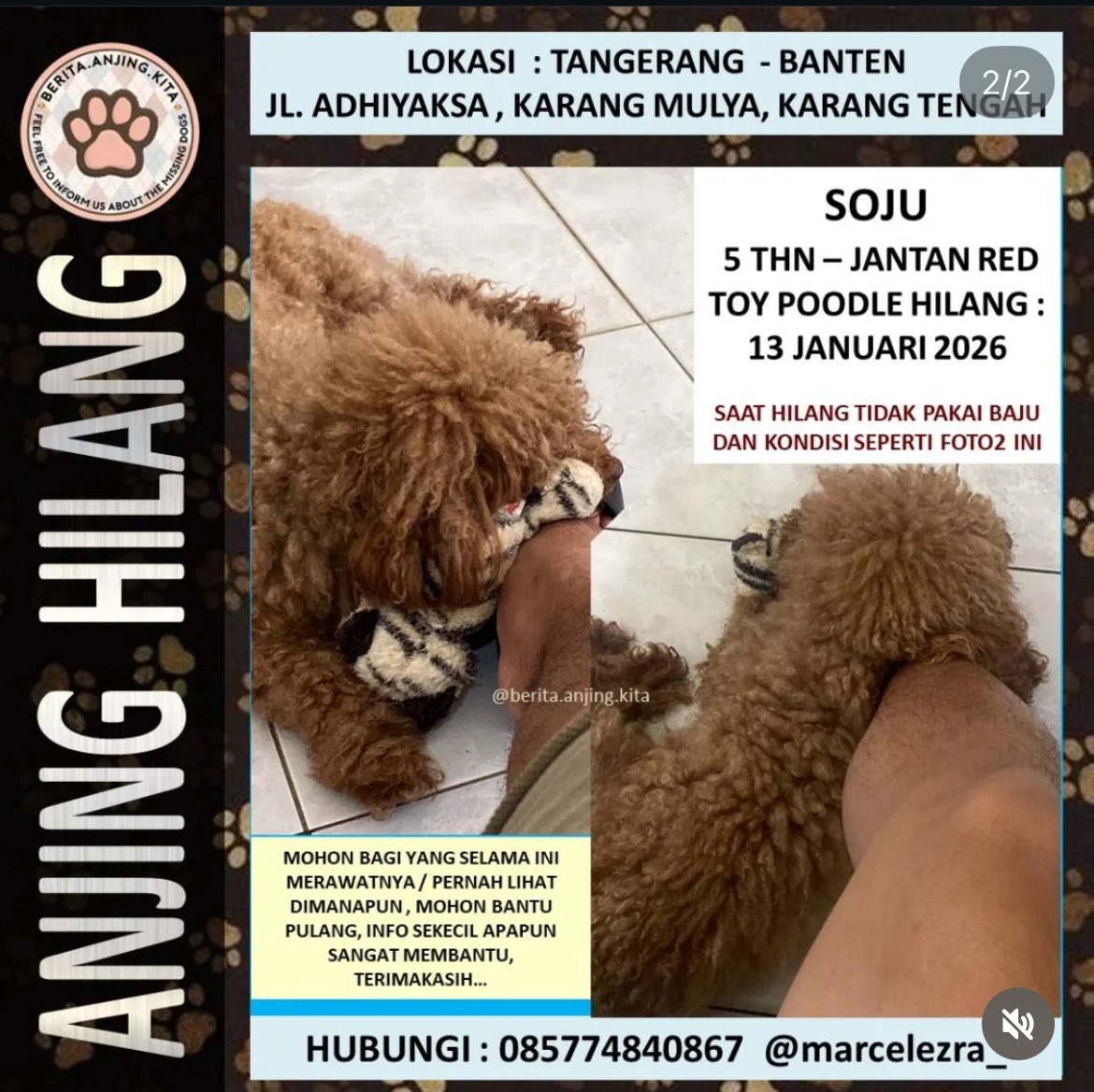 twixxted's tweet photo. [Bantu Repost]

Twitter please do your magic temenku kehilangan anjingnya 🥹

Nama: Soju
Jenis: Jantan red toy poodle 5thn
Lokasi: Jl. Adhiyaksa, Karang Mulya, Karang Tengah, Tangerang
Tanggal hilang: 13 Januari 2026
Hubungi: Marcel 085774840867 https://t.co/JKroGJ1VWX