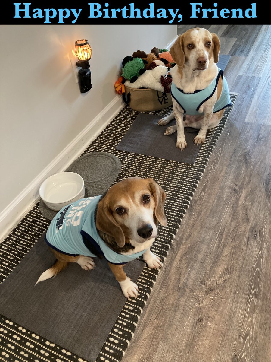 May and Fionn - The Rescue Hounds tweet media