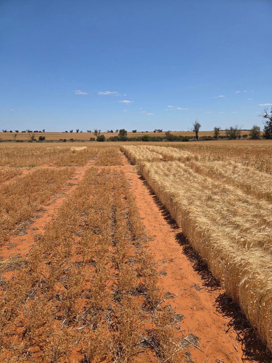 Mallee Sustainable Farming tweet media
