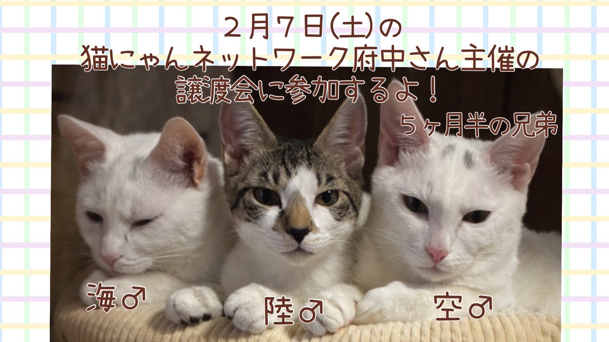 fuchu2022cat's tweet photo. 🐾ラブとハッピー府中🐾
保護猫譲渡会へ参加のお知らせ

2/7(土) 13:00〜16:00
聖マルコ教会パリッシュホール

🐱５ヶ月半のめちゃカワ３兄弟
陸♂、海♂、空♂

https://t.co/tIQGFCmOoO @YouTube

見学だけでもOKです
予約不要・入場無料

#保護猫 #猫との暮らし #府中 https://t.co/ELmQ81LO3Z