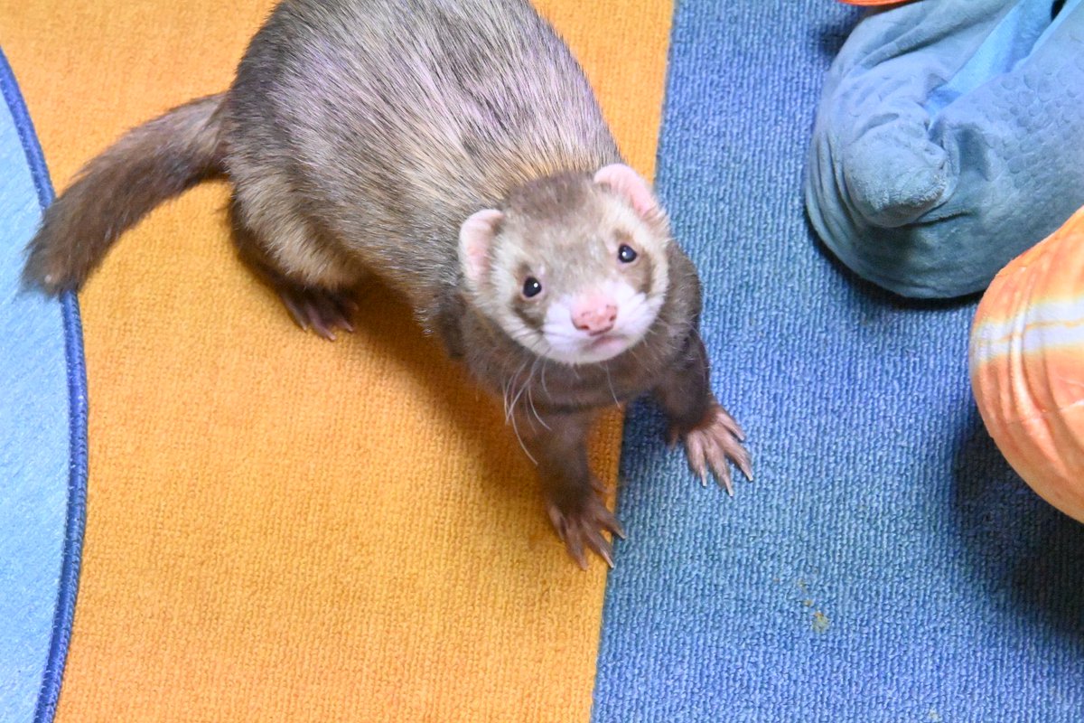 ぐっことガルガルʕ•ᴥ•ʔ通販フェレットグッズあるよ