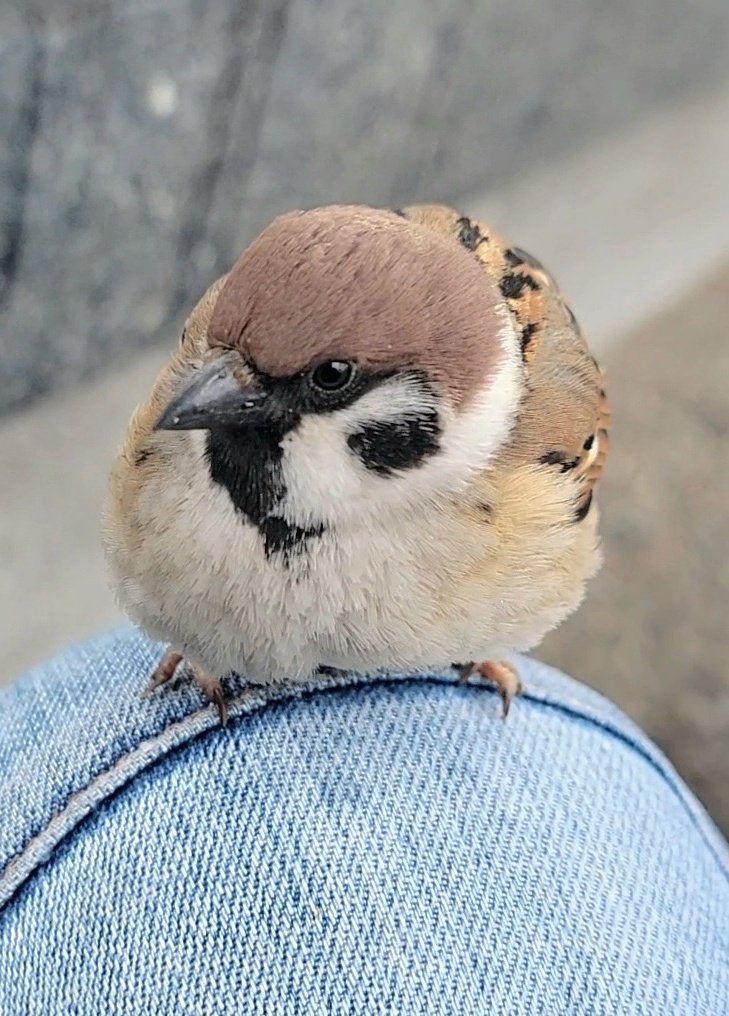 ピピピ (@pi_pipi33) / Posts / X