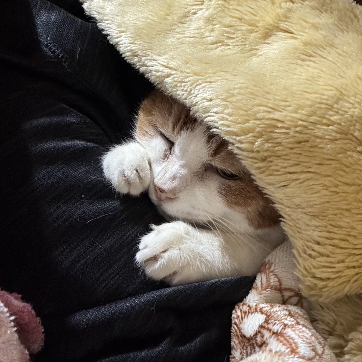 tsuchiya_ast's tweet image. そろそろ起きなきゃ…。