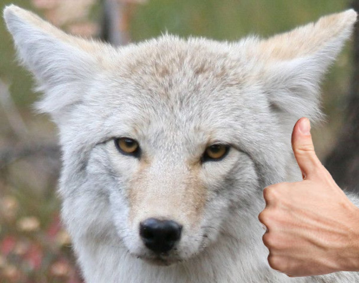 Tacticalfur (King Coyote) tweet media