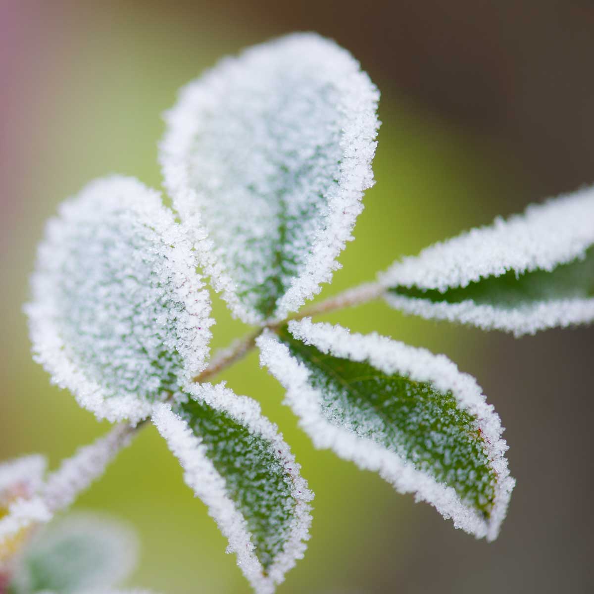 Valencia College tweet media