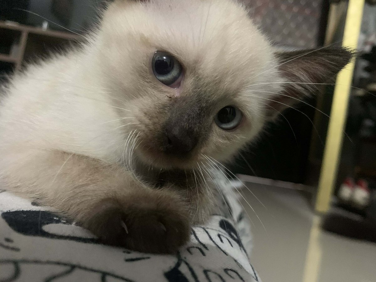 Tookiii【BLUME🌸】 tweet media